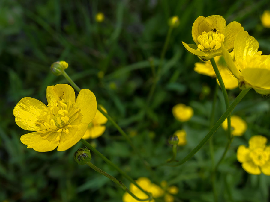 Ranunculus autunnale